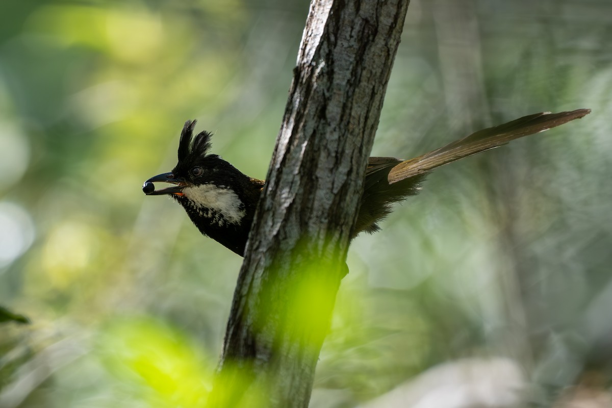 Zordala Crestada Oriental - ML645374906