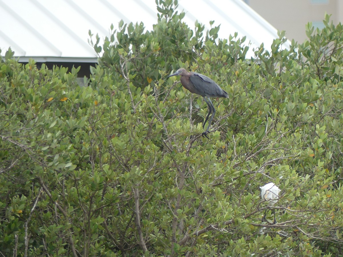 Garceta Rojiza - ML645374907