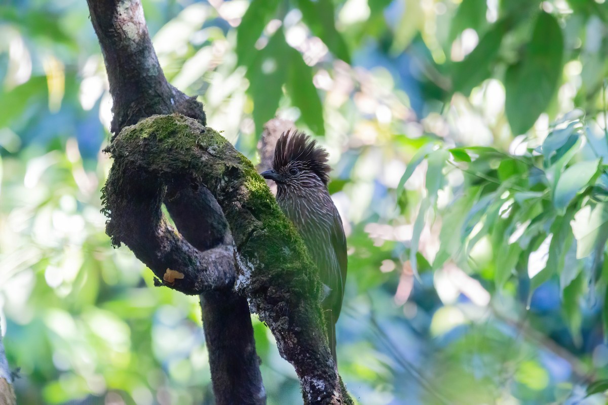 Charlatán Estriado - ML645374908