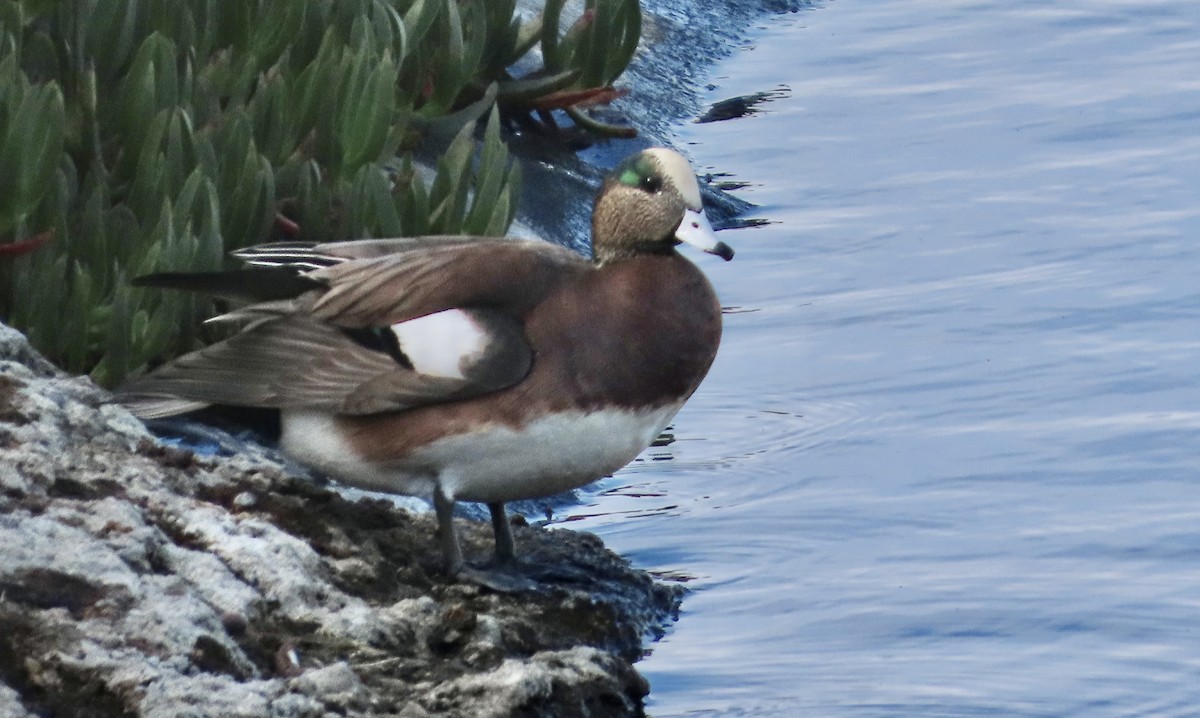 Silbón Americano - ML645374909