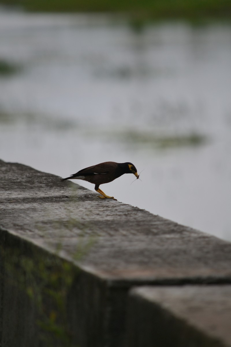 Miná Común - ML645374910