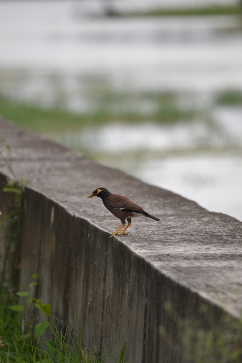 Miná Común - ML645374911