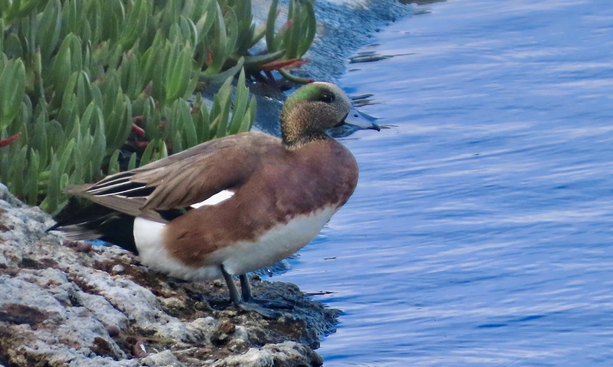 Silbón Americano - ML645374912