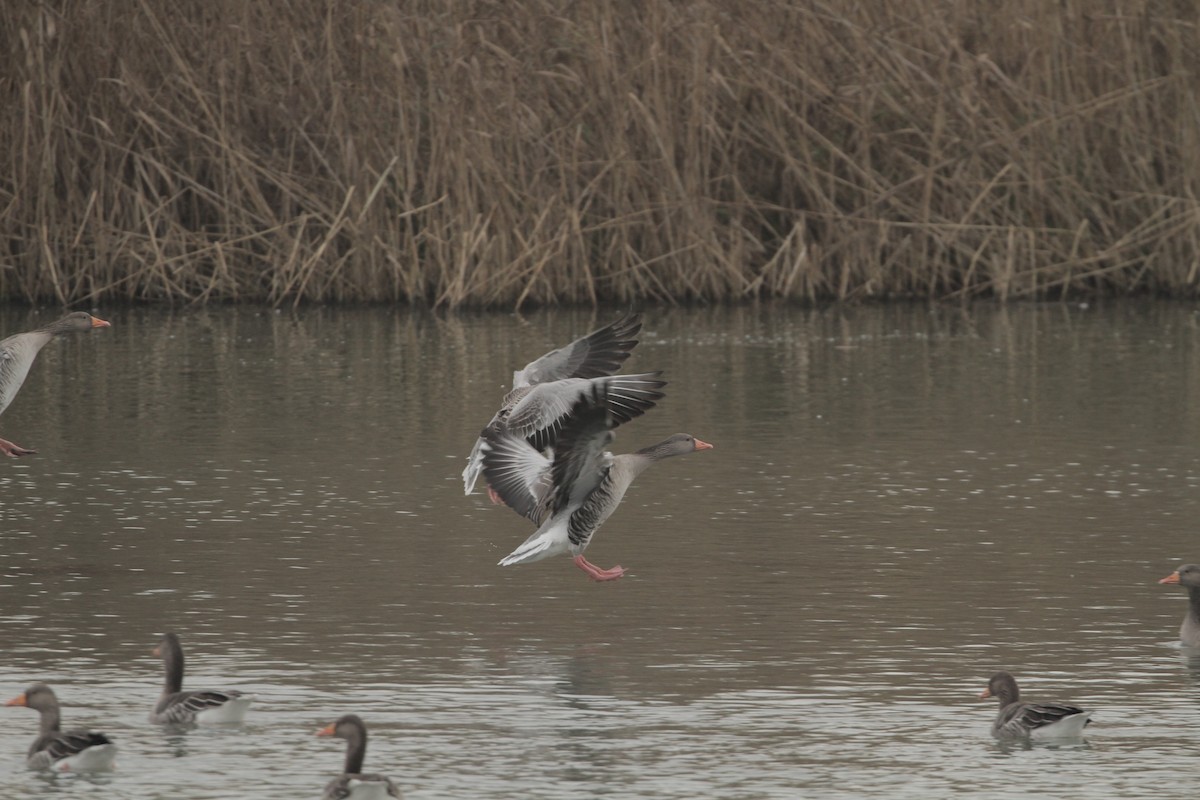 灰雁 - ML645374913