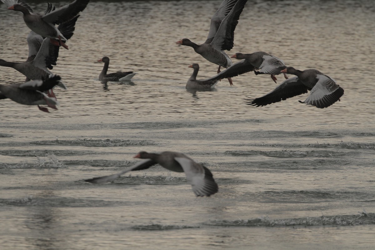 灰雁 - ML645374914