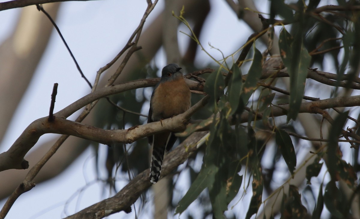 Cuco Flabeliforme - ML645374916