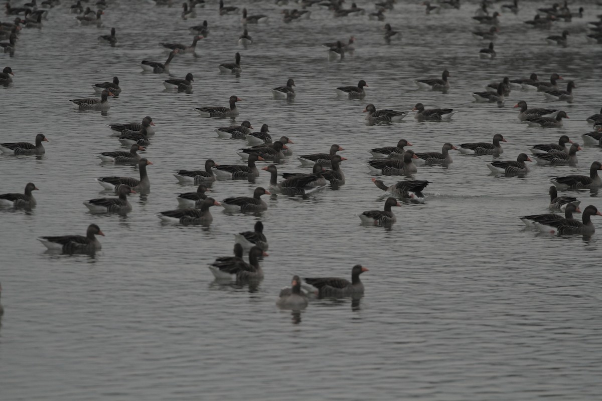 灰雁 - ML645374917