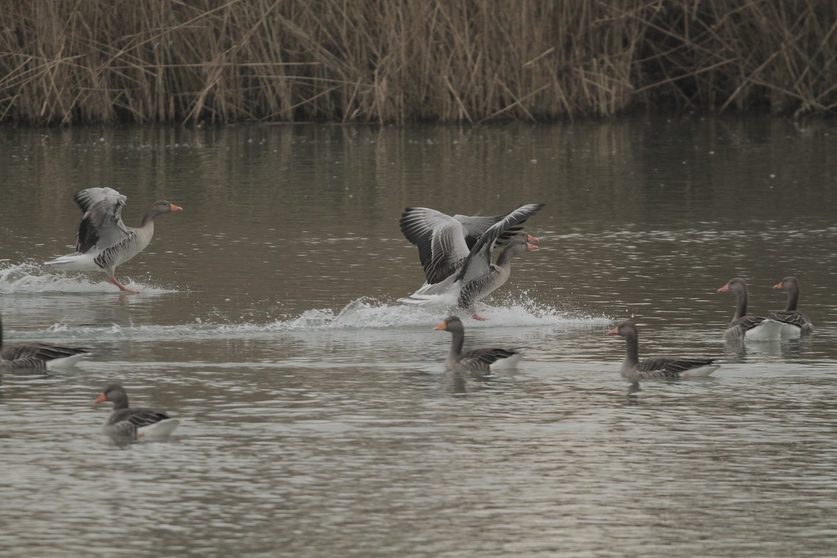 灰雁 - ML645374918