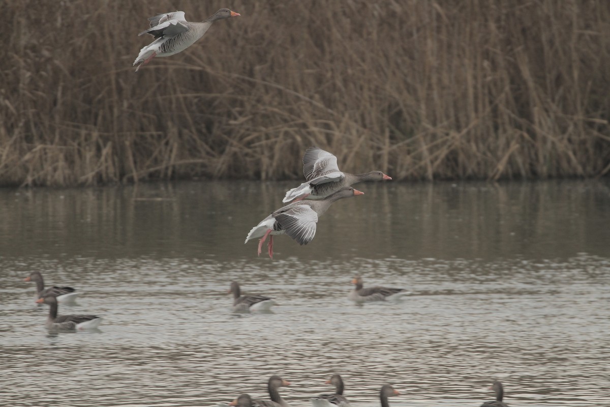 灰雁 - ML645374919