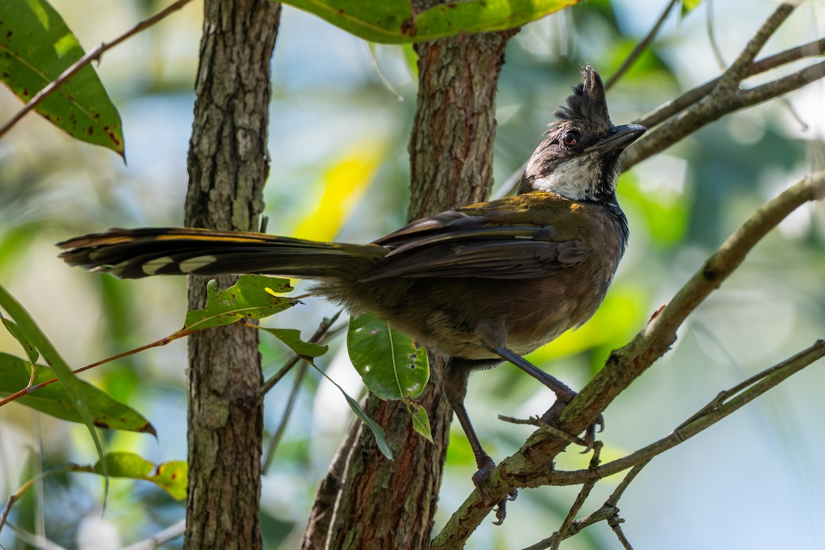 Zordala Crestada Oriental - ML645374920