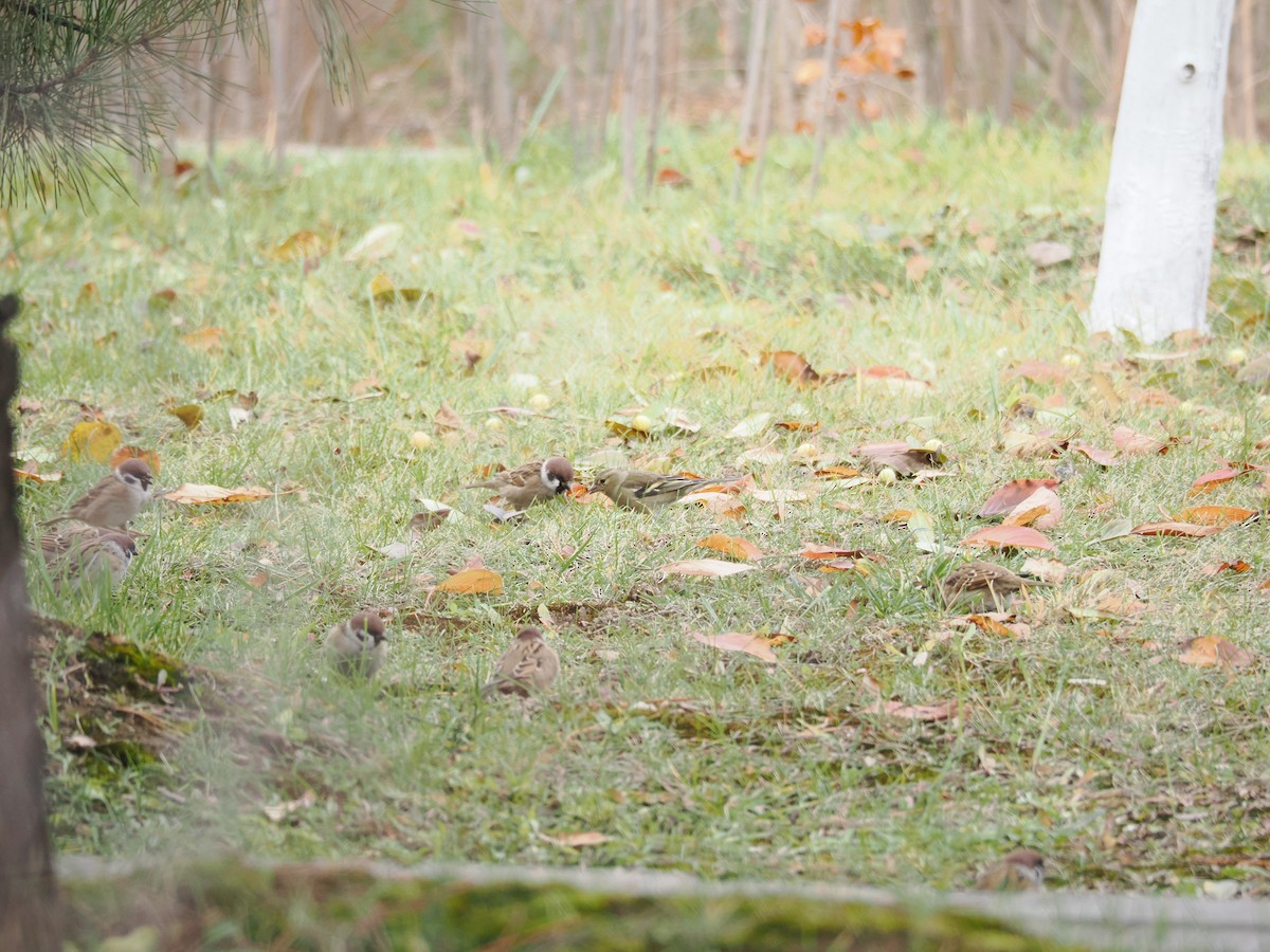 Common Chaffinch - ML645374922