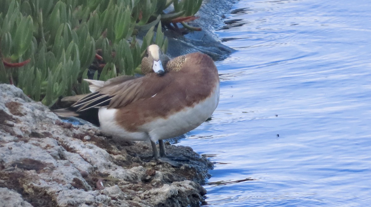 Silbón Americano - ML645374923
