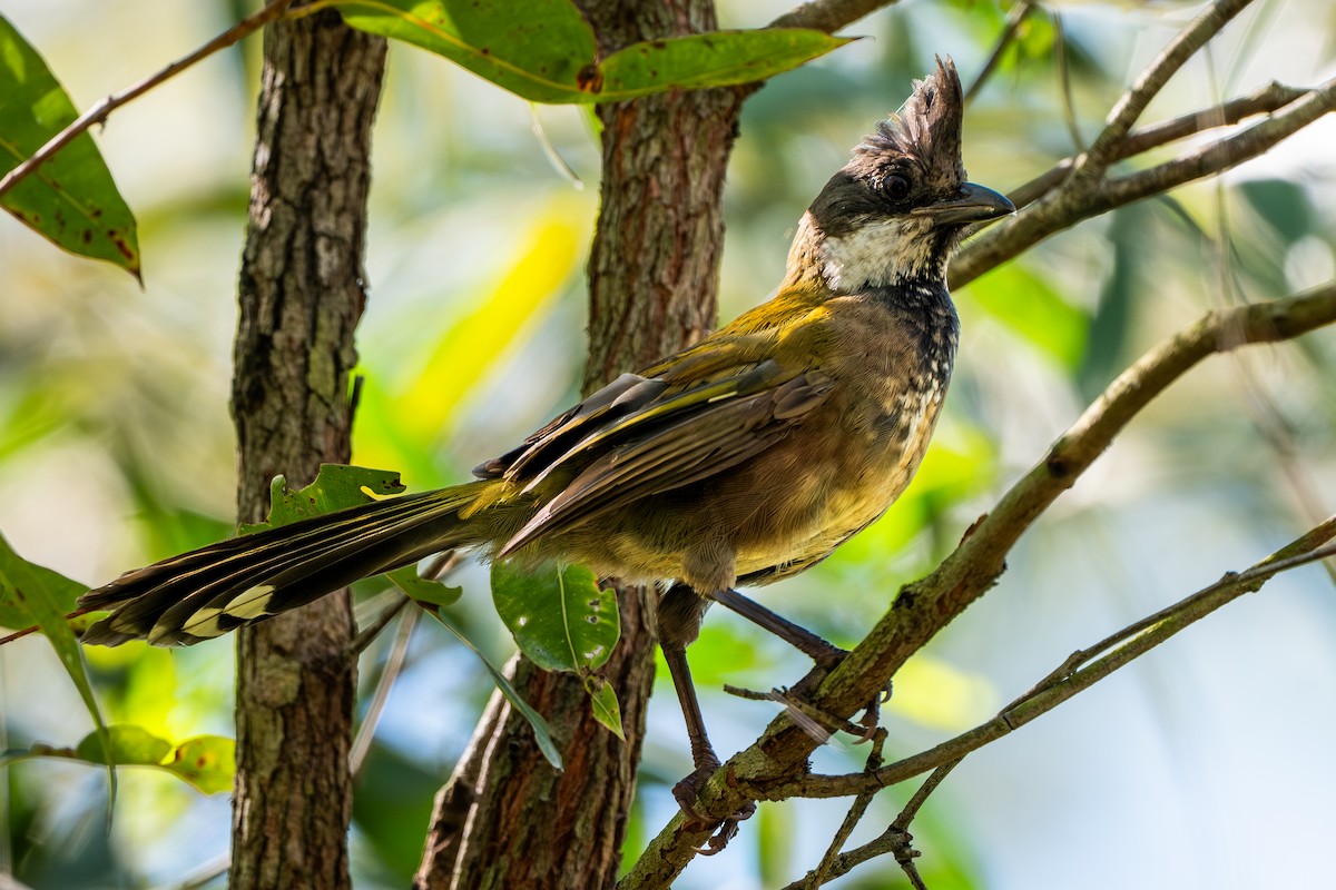 Zordala Crestada Oriental - ML645374924