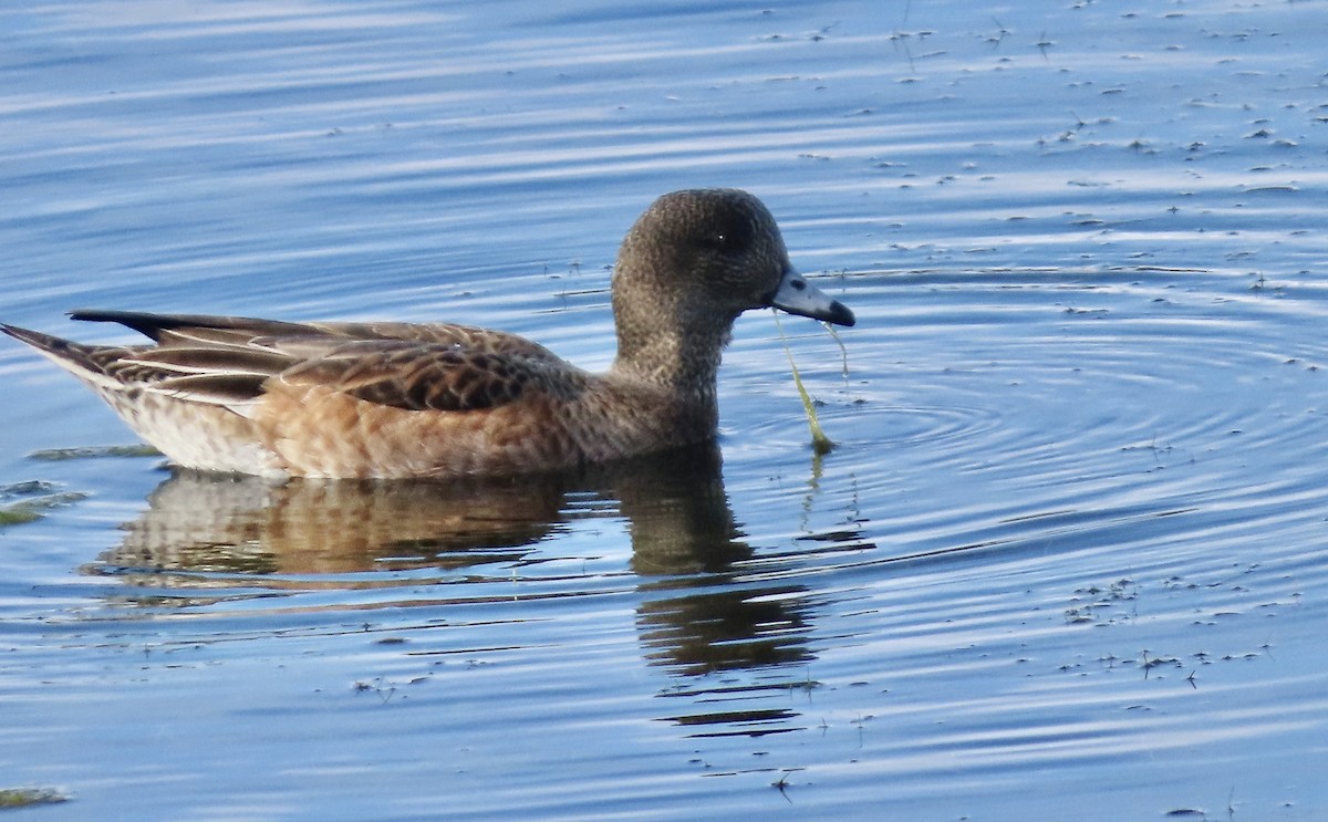 Silbón Americano - ML645374925