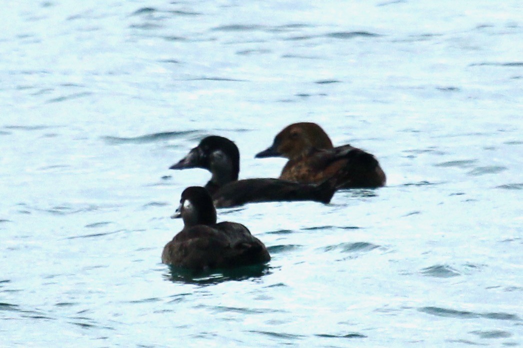 King Eider - ML645374933