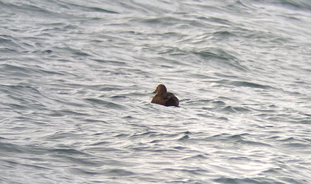 King Eider - ML645374934