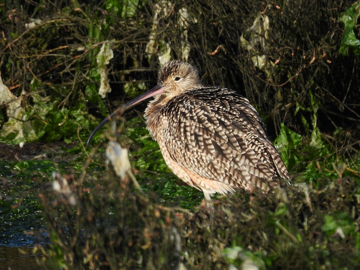 Long-billed Curlew - ML645374953