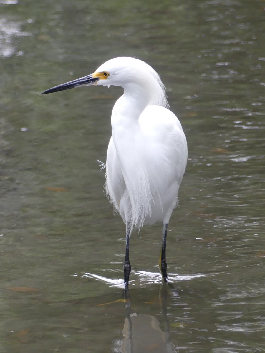 Snowy Egret - ML645374962