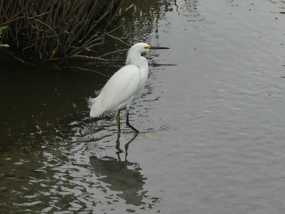 Snowy Egret - ML645374975