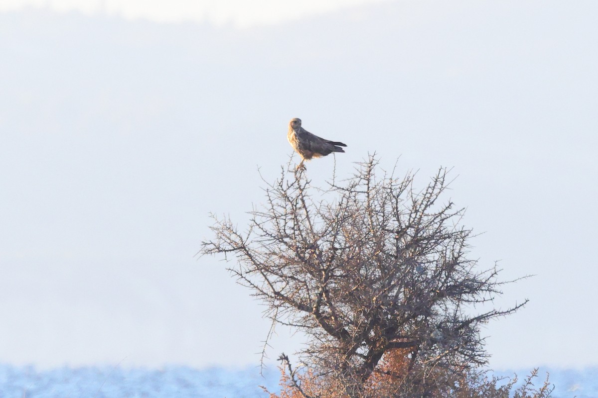 Long-legged Buzzard - ML645374996