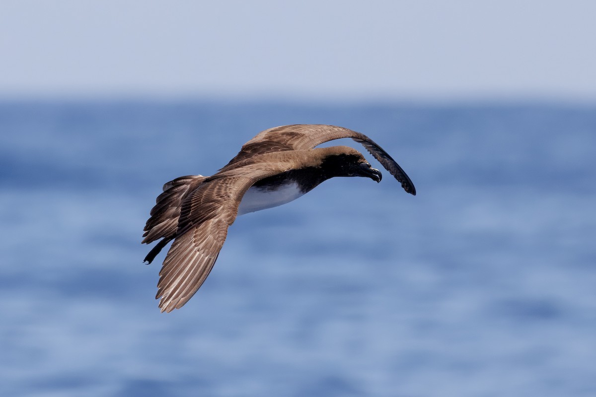 brunhodepetrell - ML645375001