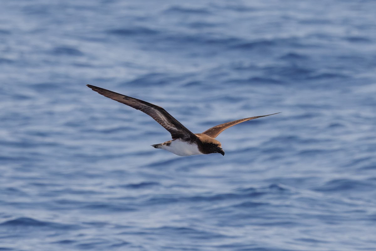 brunhodepetrell - ML645375003