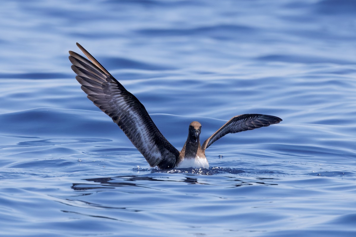 brunhodepetrell - ML645375004