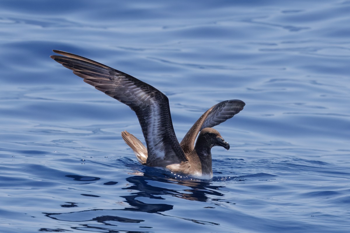 brunhodepetrell - ML645375005