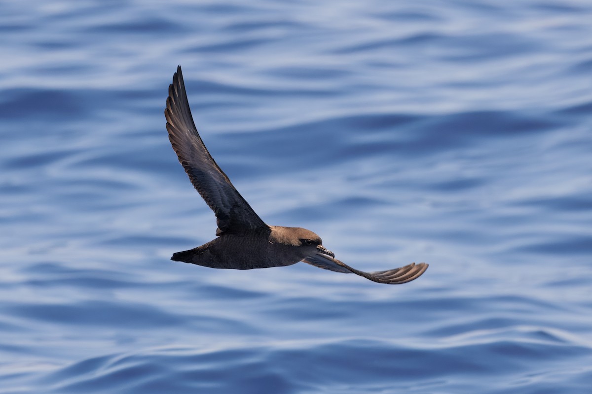 smalnebblire - ML645375016