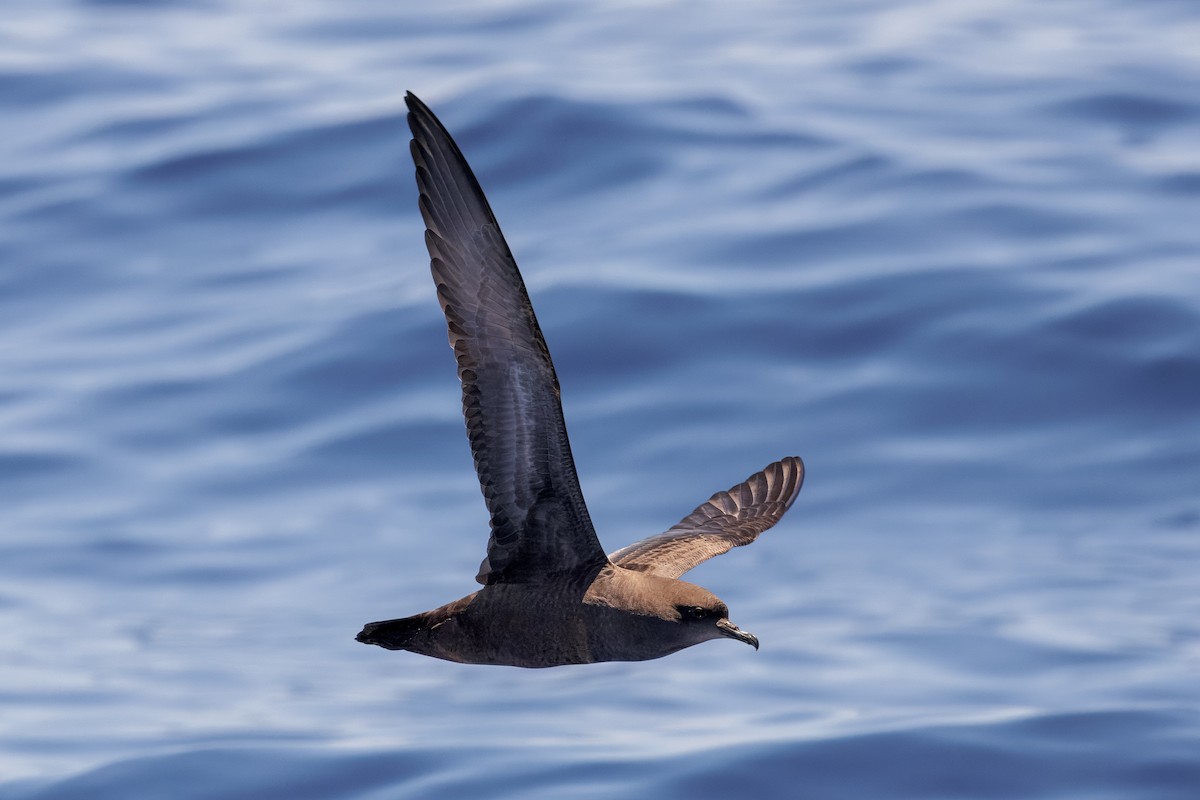 smalnebblire - ML645375017