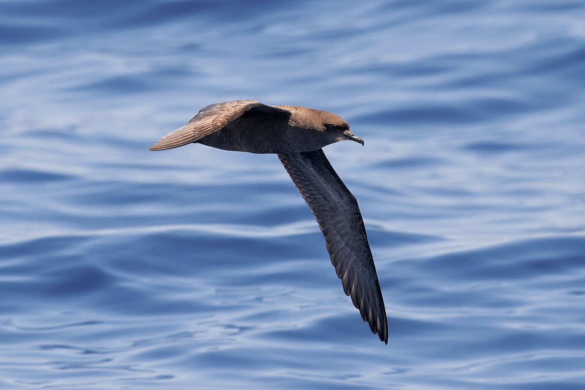 smalnebblire - ML645375018