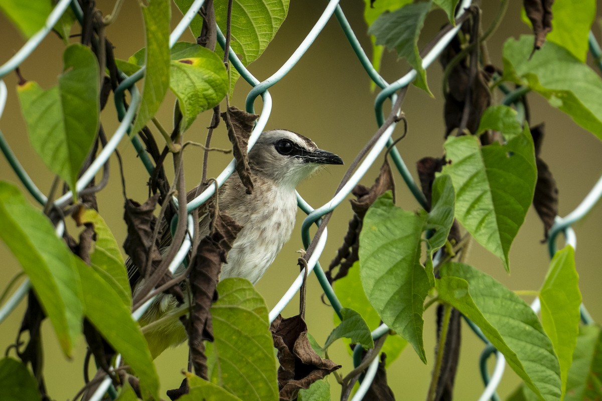 Yellow-vented Bulbul - ML645375023