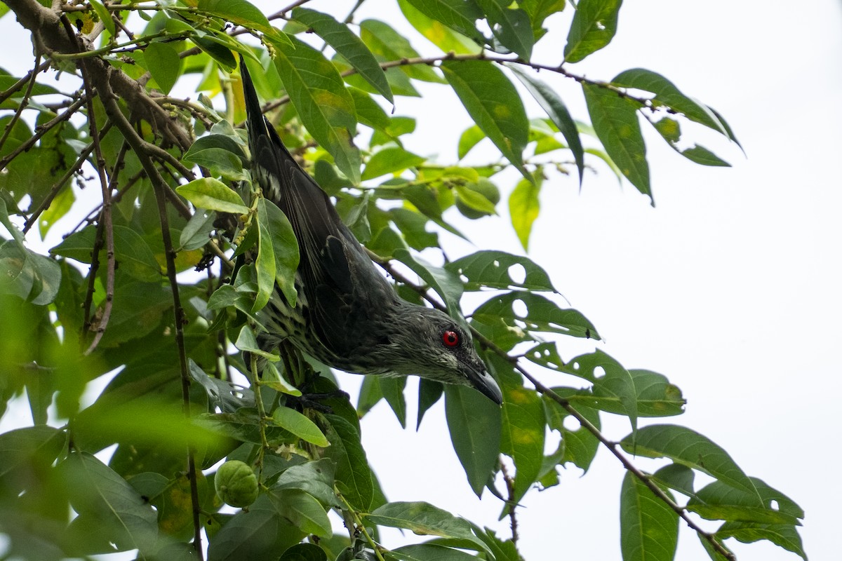 špaček rudooký - ML645375026