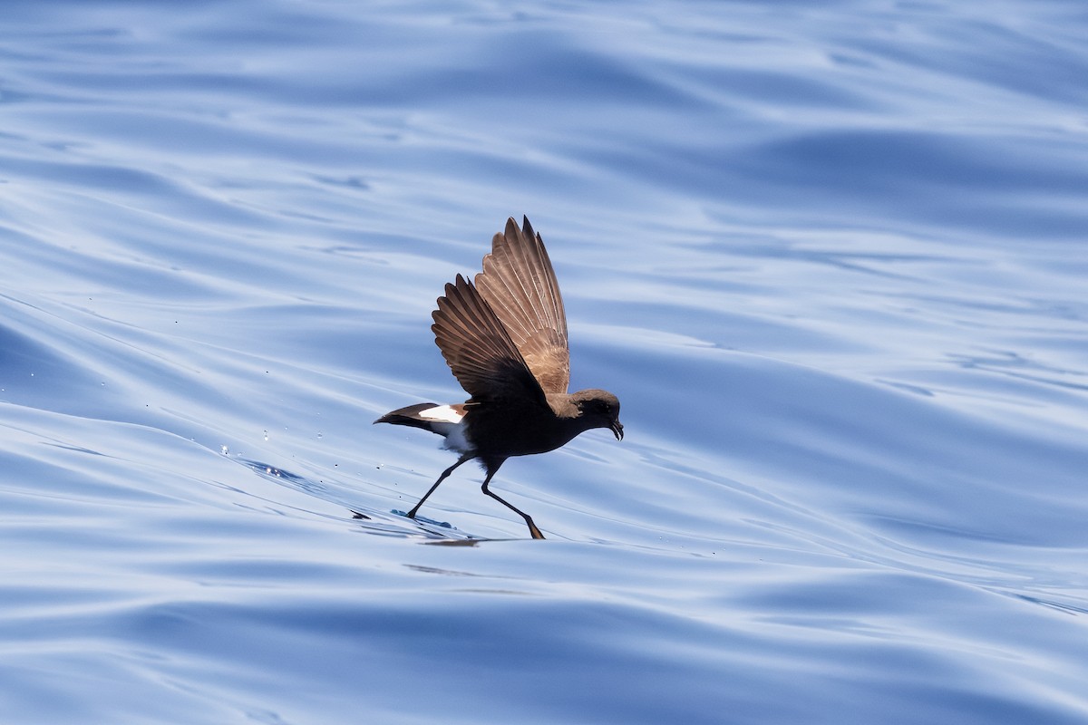 oseanstormsvale - ML645375028