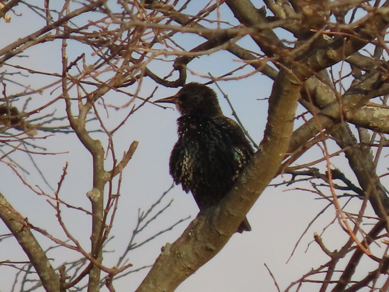 European Starling - ML645375048