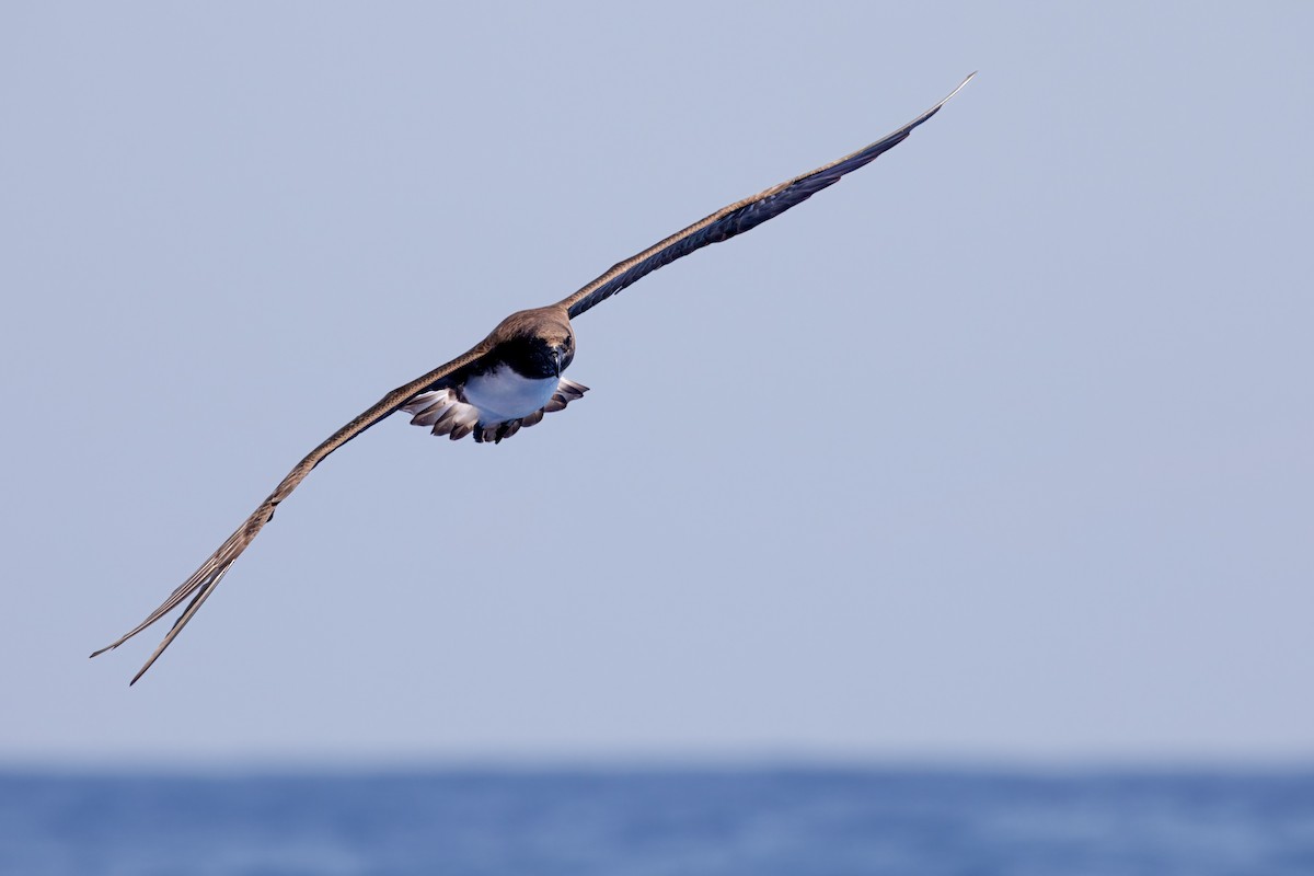 brunhodepetrell - ML645375049