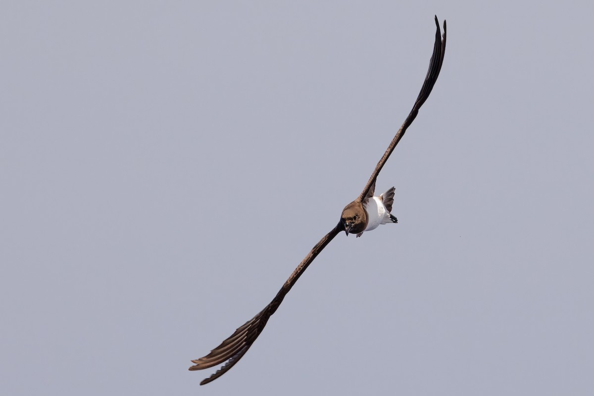 brunhodepetrell - ML645375050