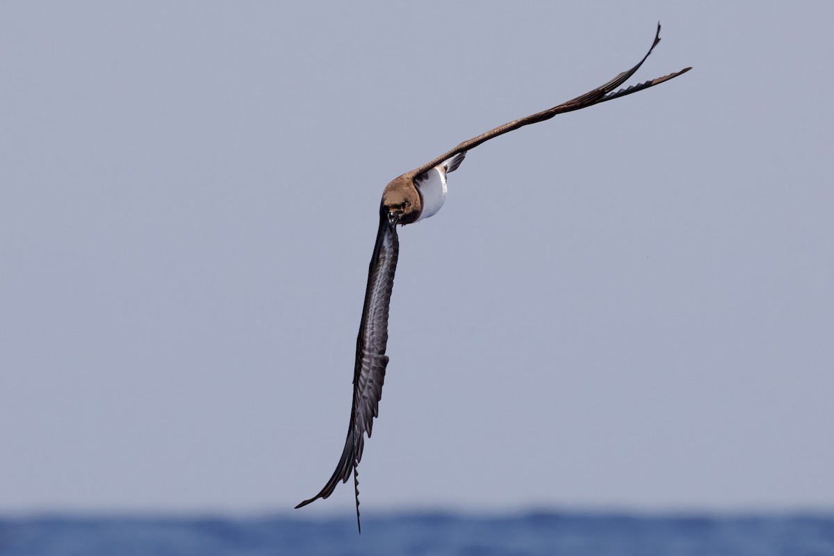 brunhodepetrell - ML645375051