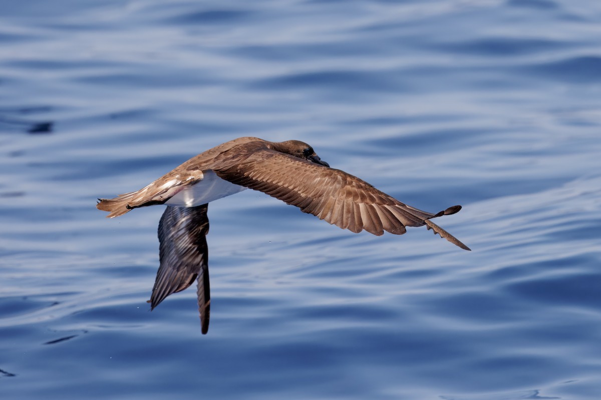 brunhodepetrell - ML645375053