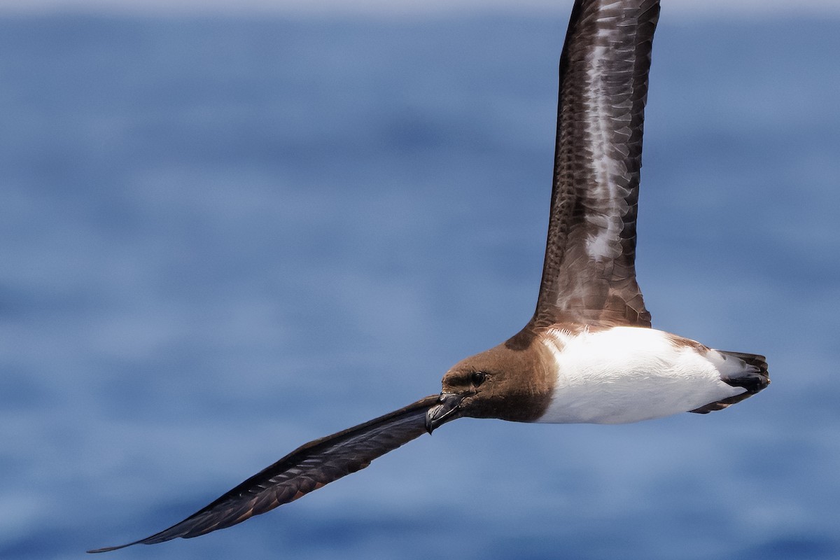 brunhodepetrell - ML645375055