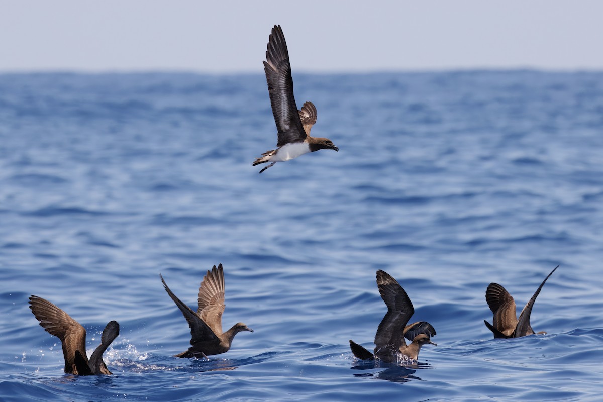 brunhodepetrell - ML645375056