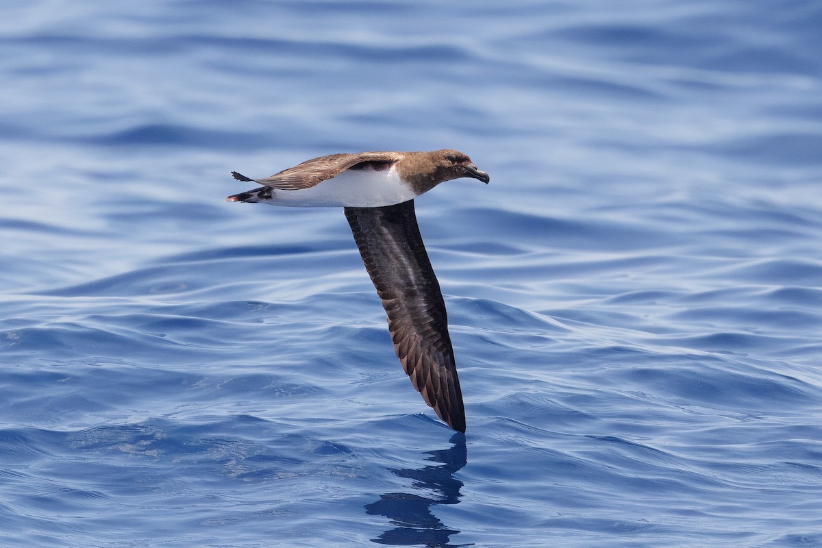 brunhodepetrell - ML645375057