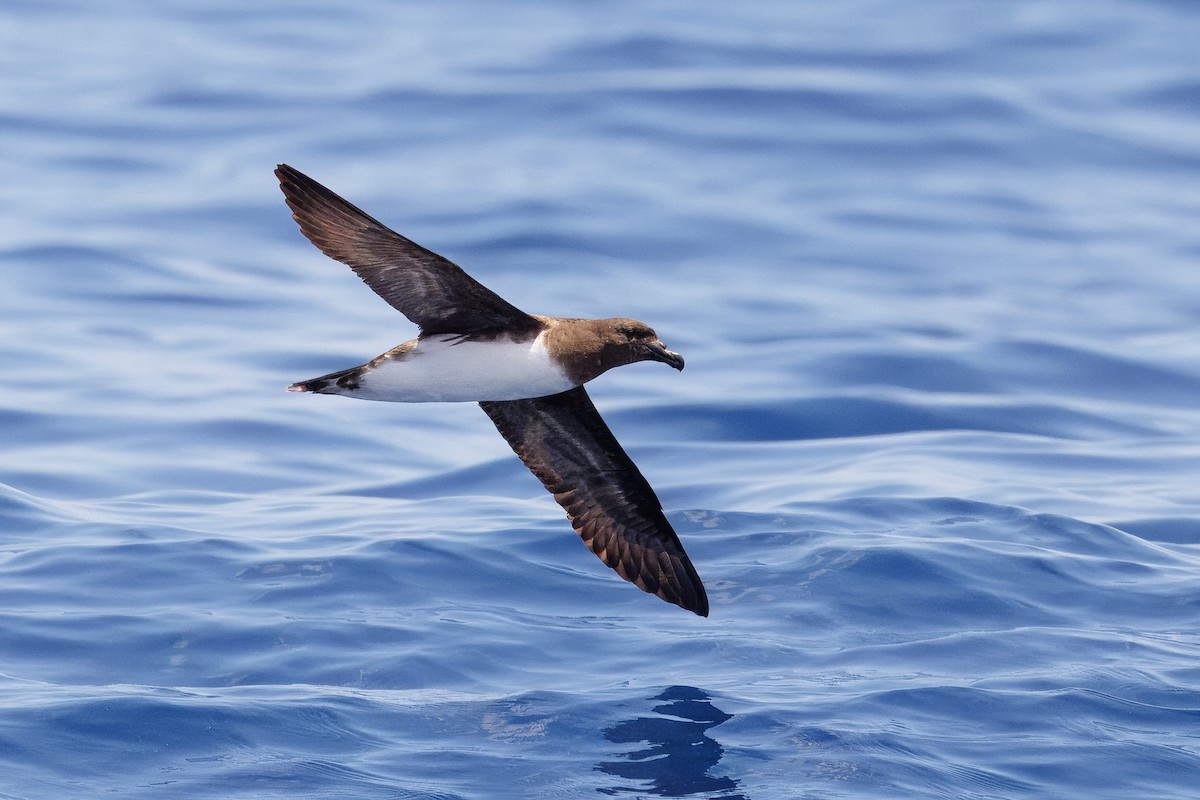 brunhodepetrell - ML645375058