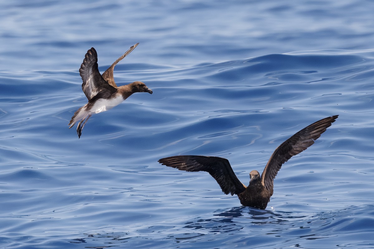 brunhodepetrell - ML645375059