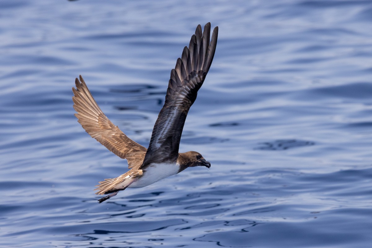 brunhodepetrell - ML645375060