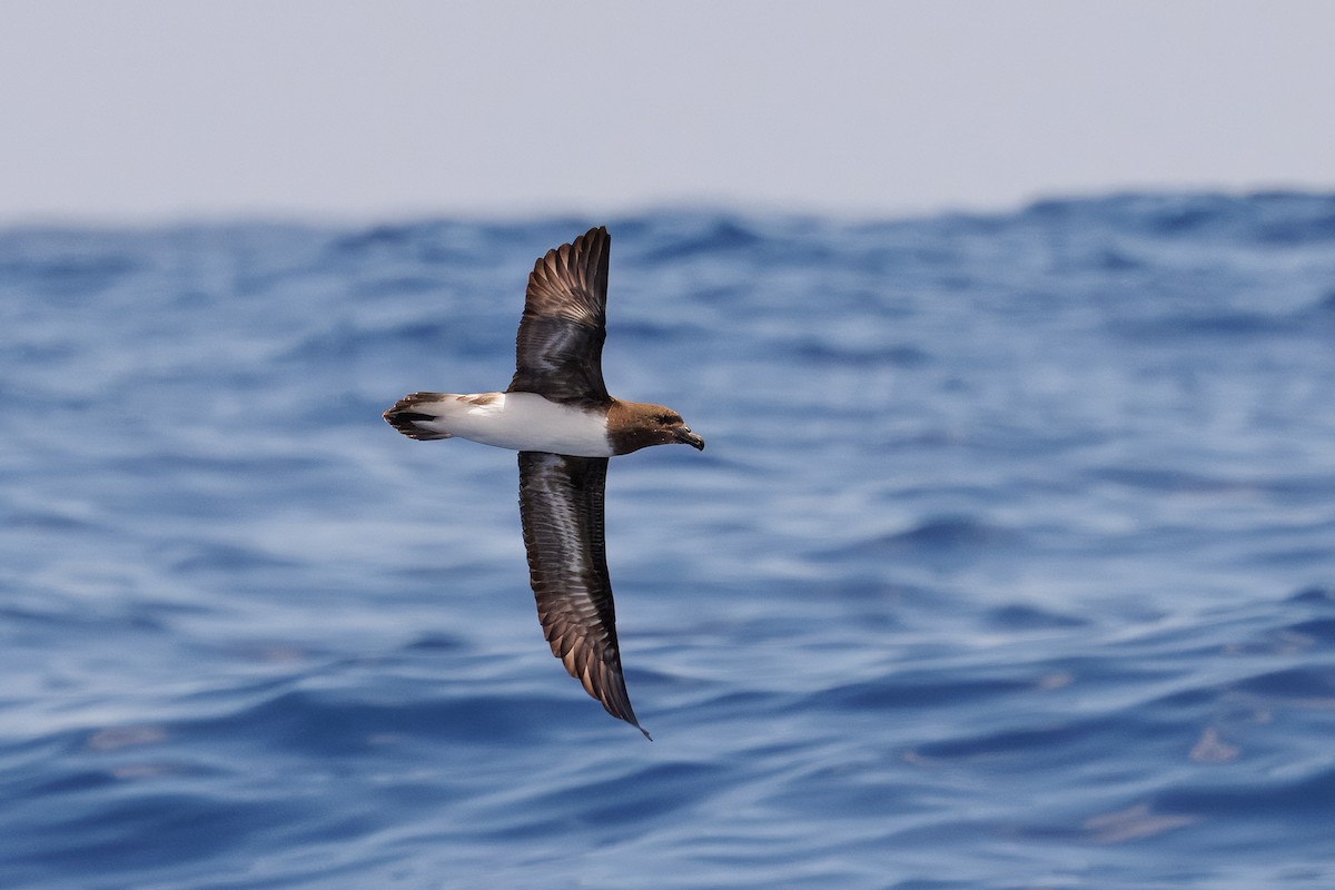 brunhodepetrell - ML645375061