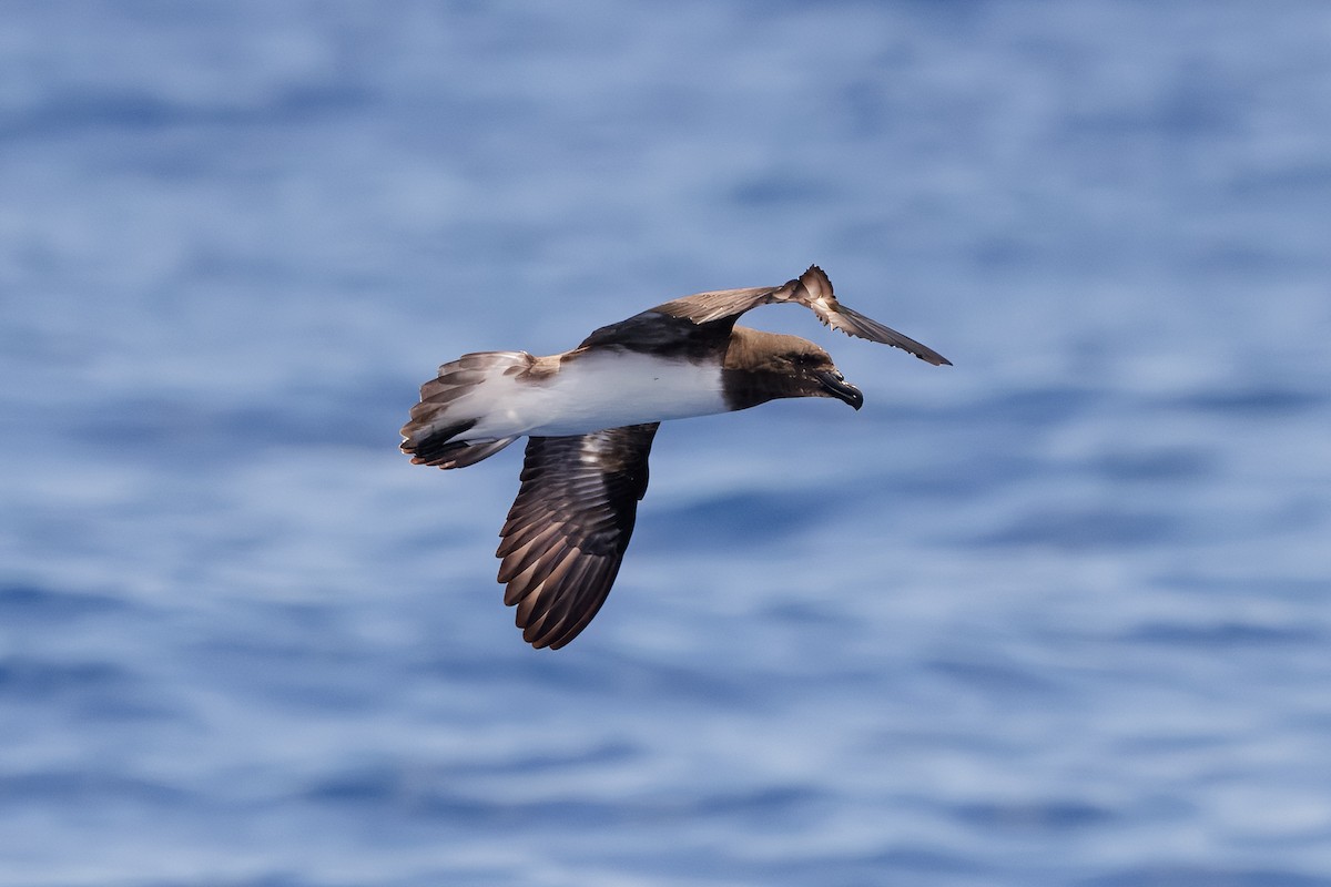 brunhodepetrell - ML645375062