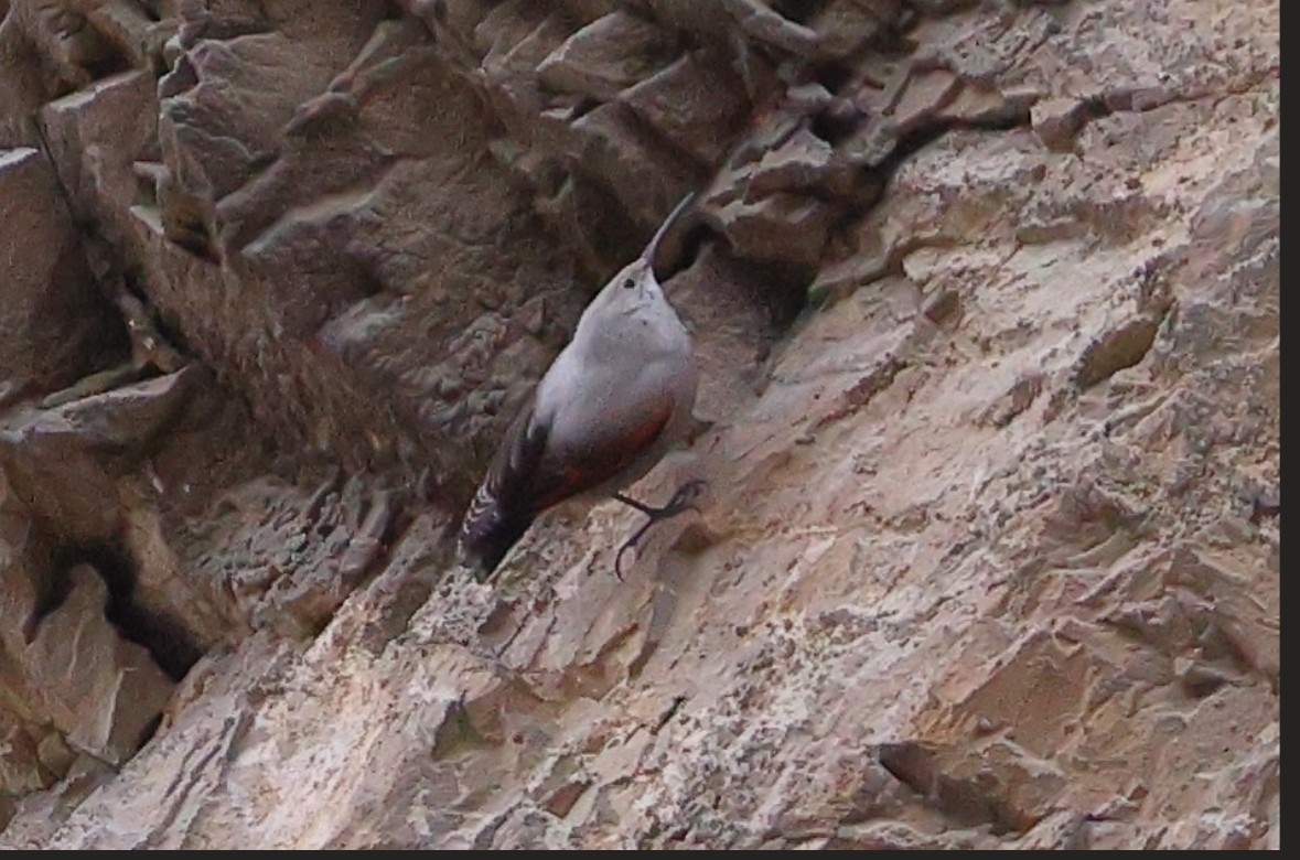 Wallcreeper - ML645375068