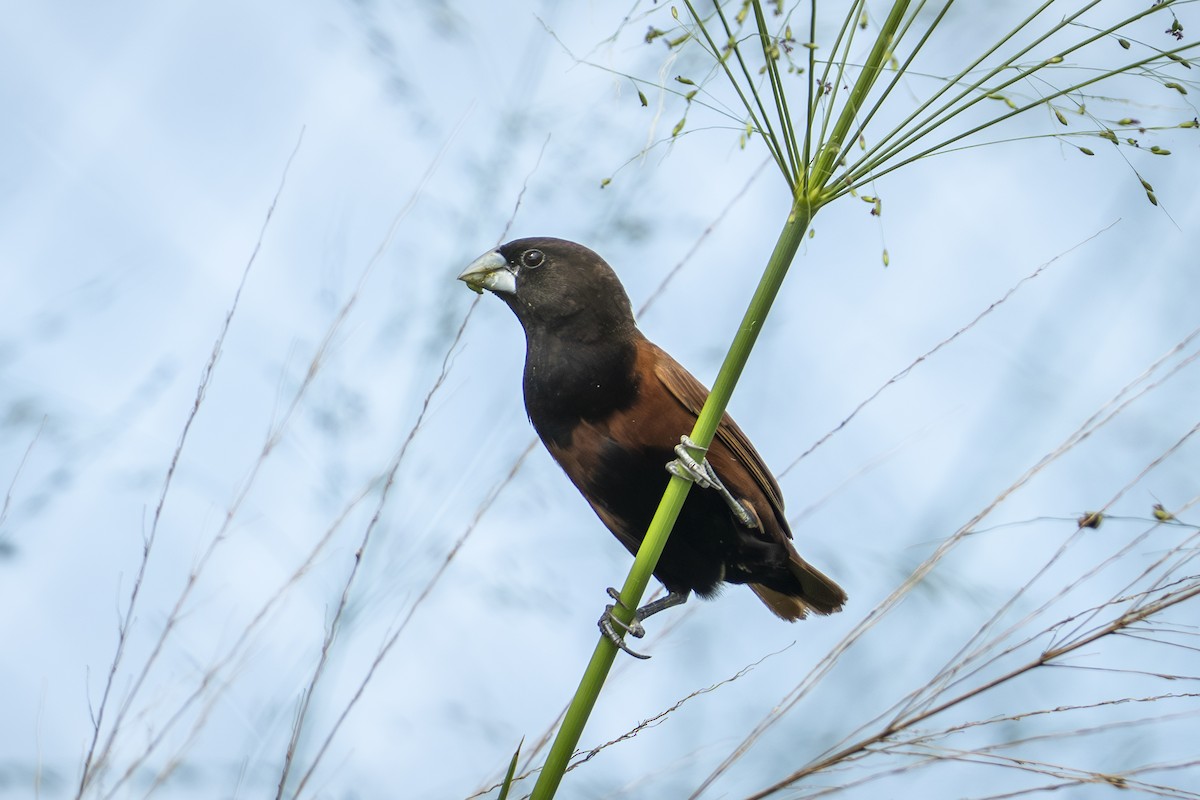 Chestnut Munia - ML645375069