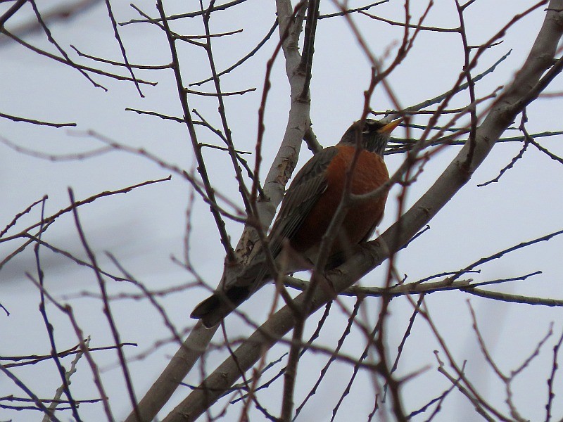 American Robin - ML645375070
